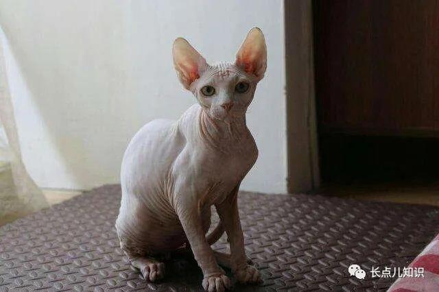 世界上最可爱温柔的猫排名前十名,哪种猫不掉毛又好养还温顺好养