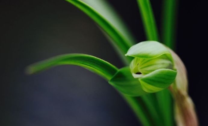 每日一品～中国兰花～春兰茗品～美芬荷