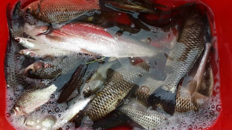 冬季怎样做钓鱼小药,冬季钓鱼小药自制过程