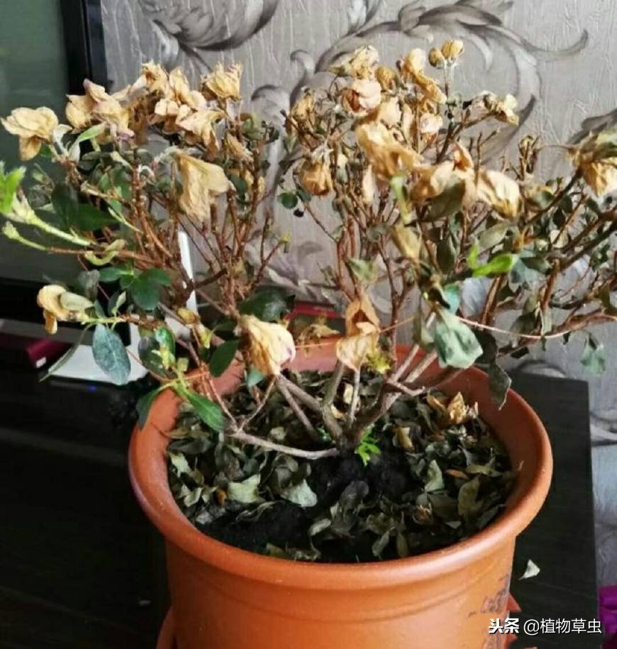 淘米水浇完花太臭怎么办,淘米水直接浇花了怎么补救