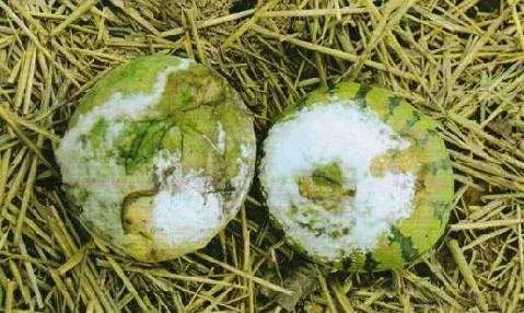 青霉病属于灰霉病还是软腐病,蔬菜霜霉灰霉病克星