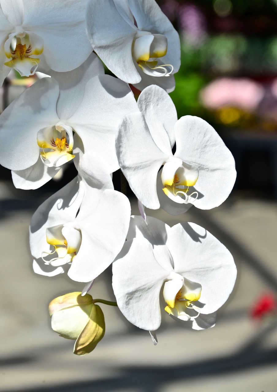 踏月赏花风景图片,十月桂花风景图片大全