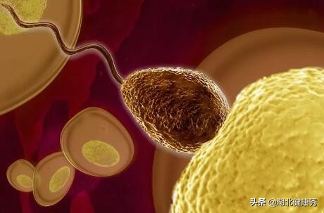 试管婴儿知识,做试管婴儿要趁早