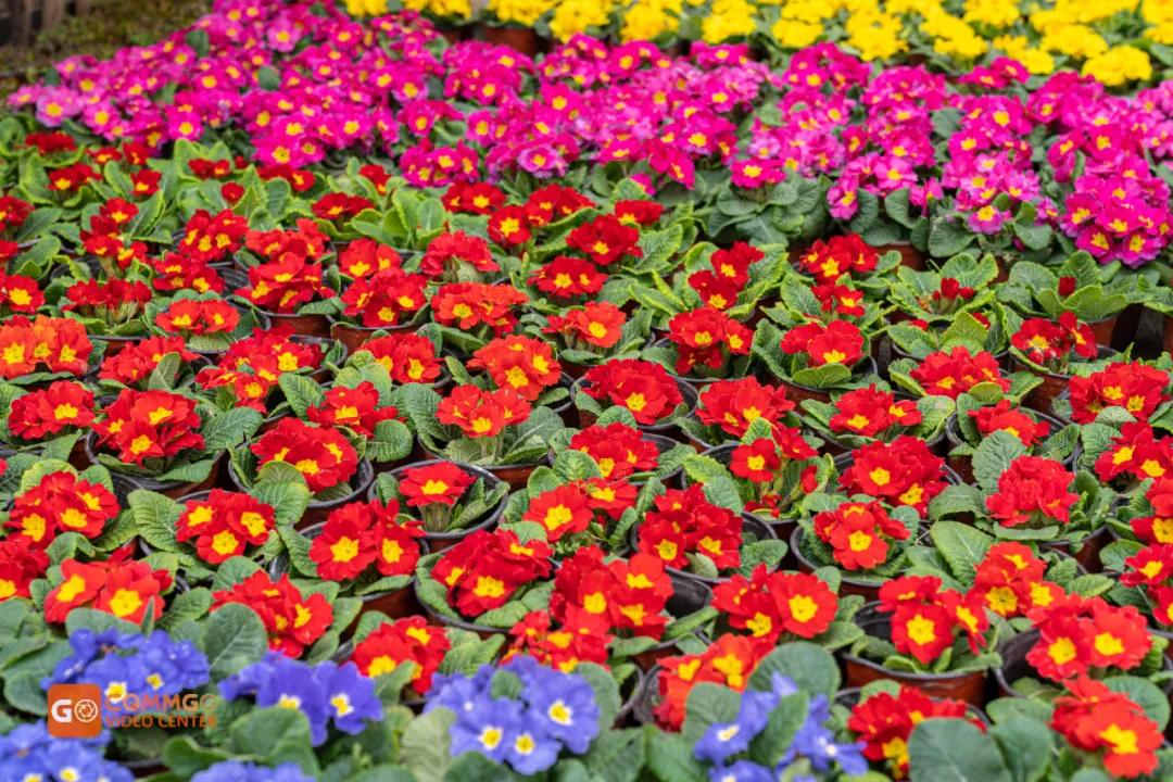 重庆最大的花市在哪里,重庆花市排名前十名