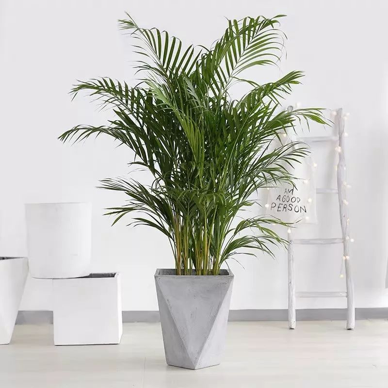 吸甲醛净化空气最好的绿植,除甲醛净化空气的室内绿植