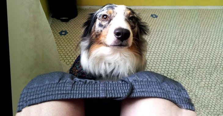 为什么狗狗总喜欢守着你上厕所,为什么狗狗总是跟着你上厕所