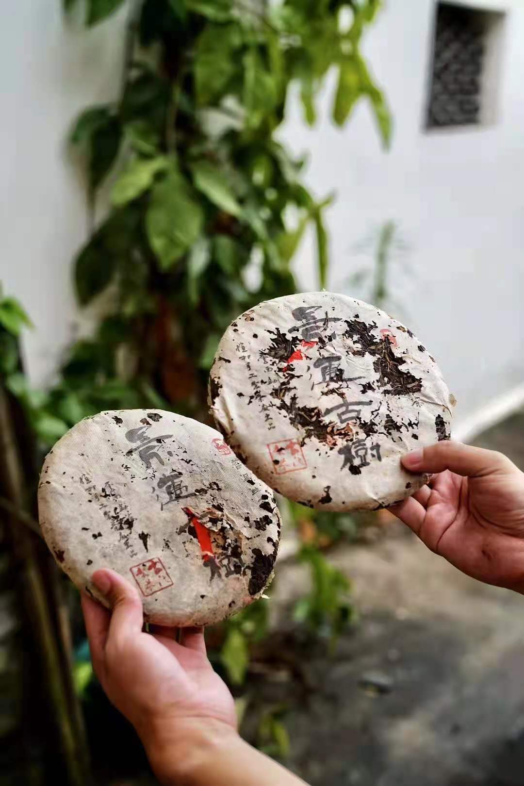 最好的古树茶在云南的哪里,2018云南普洱景迈七子饼茶古树茶