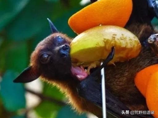 蝙蝠天敌是什么怎么赶走蝙蝠,蝙蝠应不应该打死