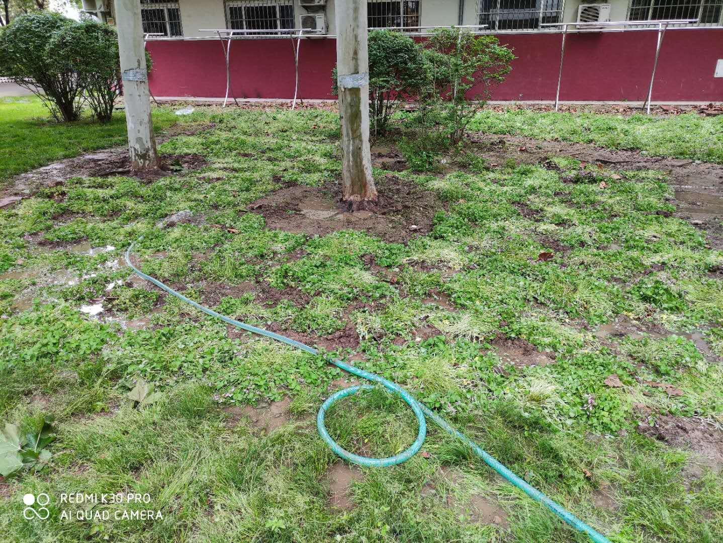 红花酢浆草与三叶草是一个品种吗,红花酢浆草和三叶草是不是一样的