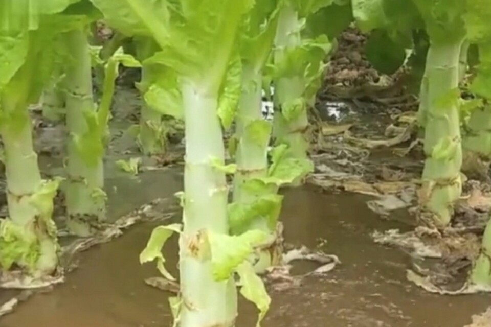 莴笋抽薹的原因与控制技巧,莴笋发芽徒长怎么办