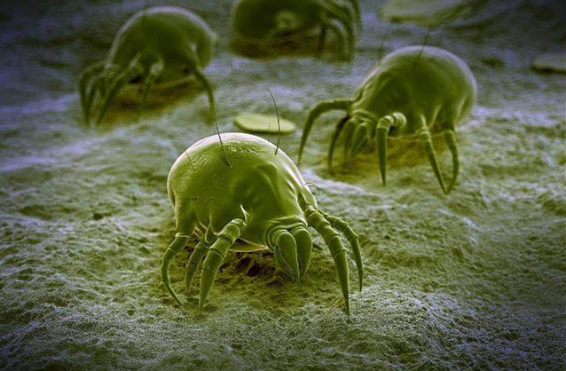 乳胶枕可以治疗颈椎病吗,乳胶枕那么软真的能缓解颈椎病吗