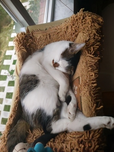 养七只猫一个月花销,养一只猫一年大概要花多少