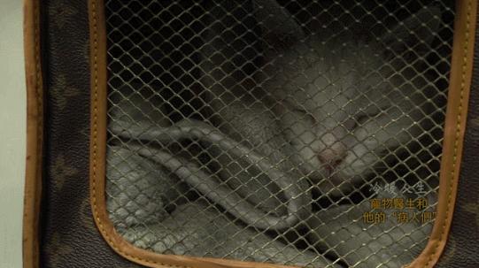 “大夫，我把房卖了，你能治好我的猫吗？”