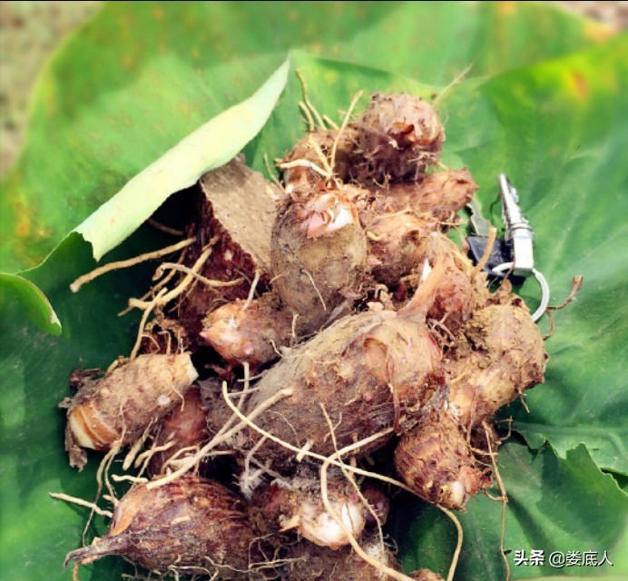 儿时中秋节趣事,中秋节趣事七年级