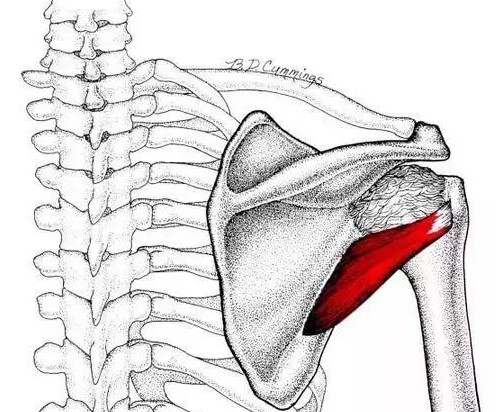 中医怎么看肩膀冈上肌疼痛,肩膀冈上肌疼痛