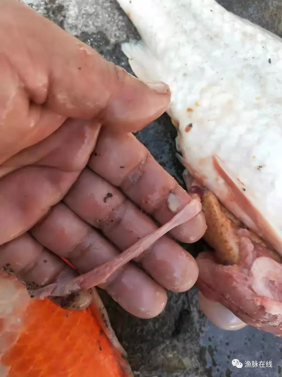 锦鲤鱼得了肠炎的表现,锦鲤肠炎和怀孕的区别