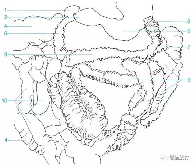 「收藏」11种消化道造影解剖图谱