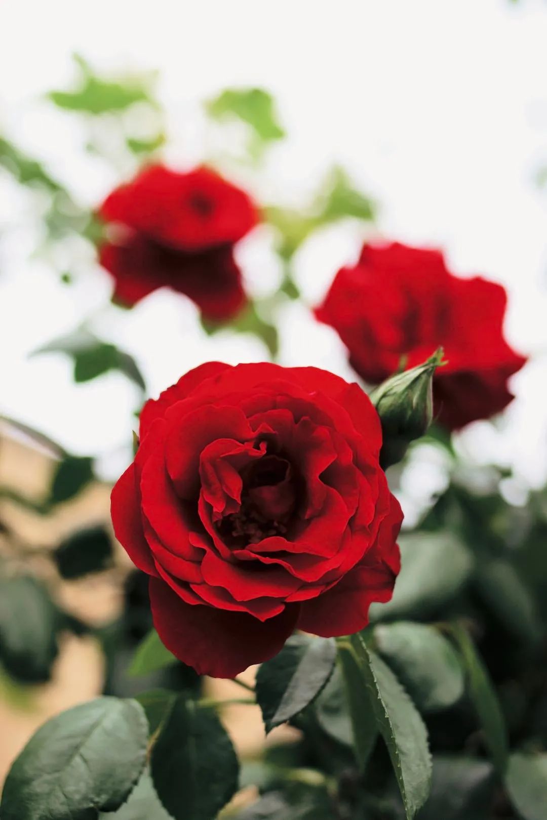 夏季月季怎么施肥,月季夏季要遮阳吗