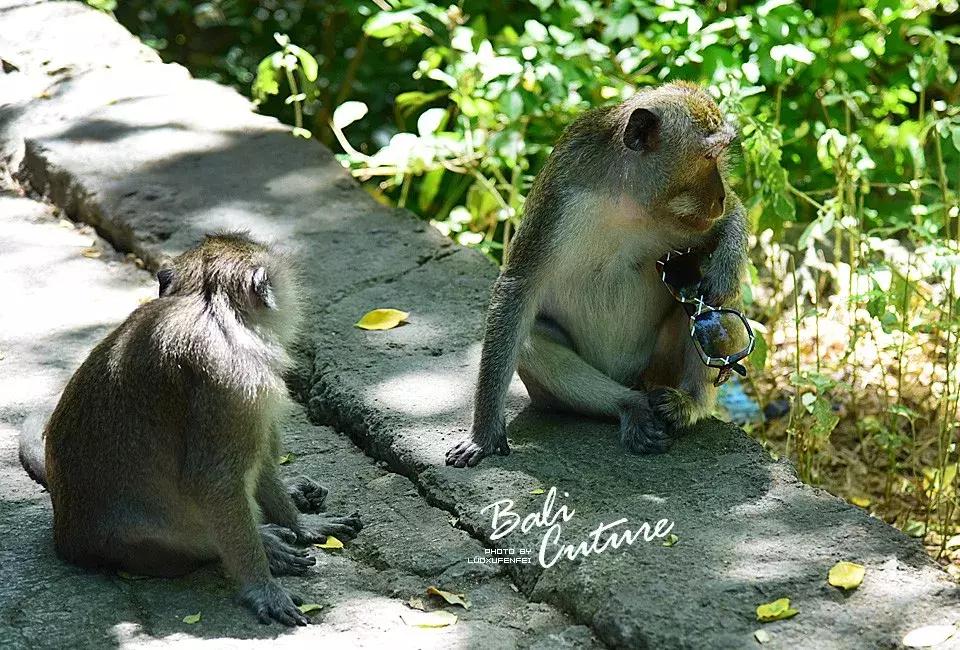 999玩转巴厘究竟嗨不嗨:香遇巴厘,南太平洋的风与海