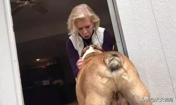 一只绝育的公狗,被绝育的狗子