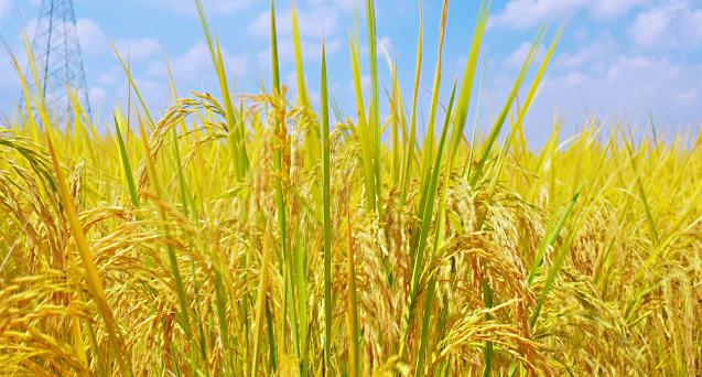 为什么必须吃五谷,怎样能清楚的分清五谷图片