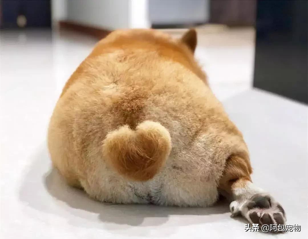 2019柯基国家展,首届柯基