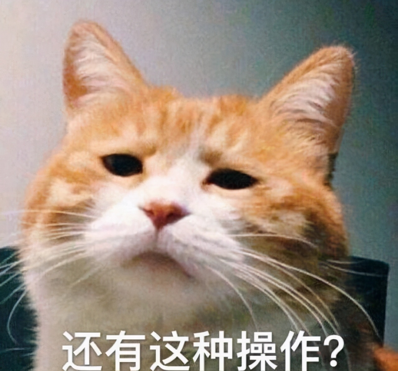 猫界中最通人性的几种猫你养了吗,蓝猫和蓝白猫的脾气温顺些