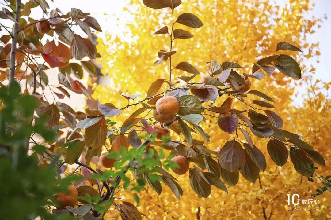 樱桃看房|老朋友,好久不见之「唐城·壹零壹」