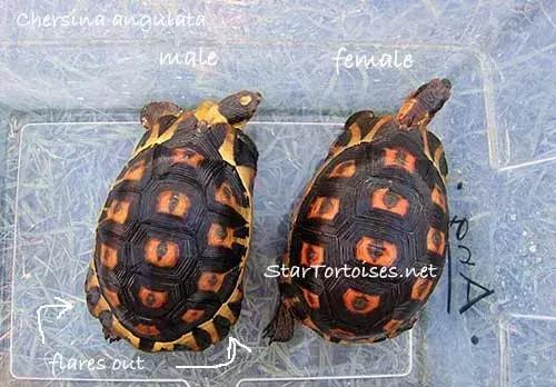 骄傲的乌龟,骄傲的乌龟图