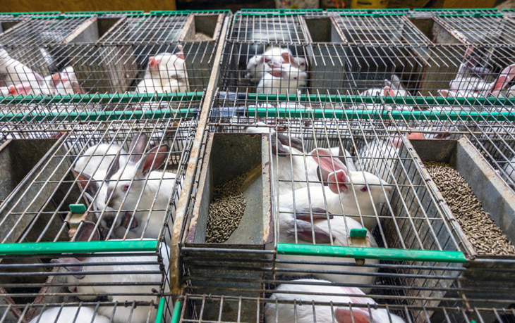 养兔过程中怎样防病,养兔做疫苗程序