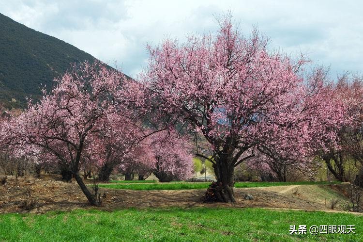 毗蓝婆的丈夫,毗蓝婆老公是谁