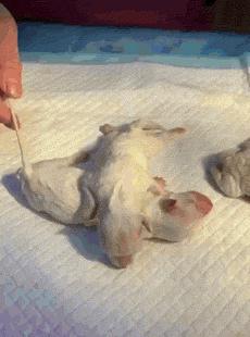 李佳琦，你把我们都骗了