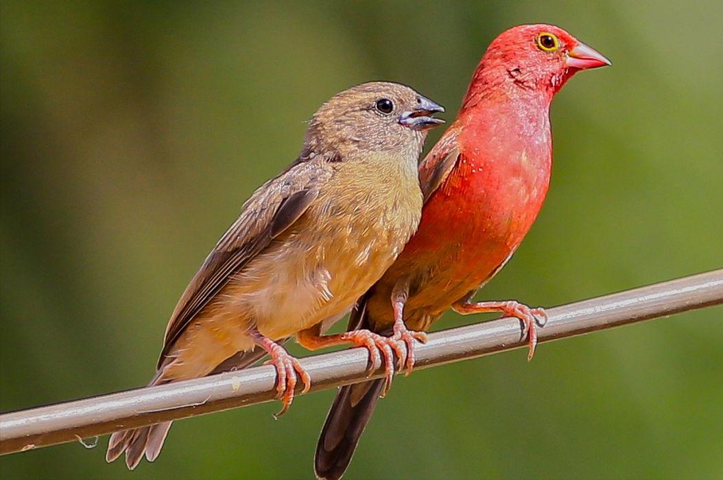 广东常见鸟类图谱和名称图文,东江揽胜鸟类