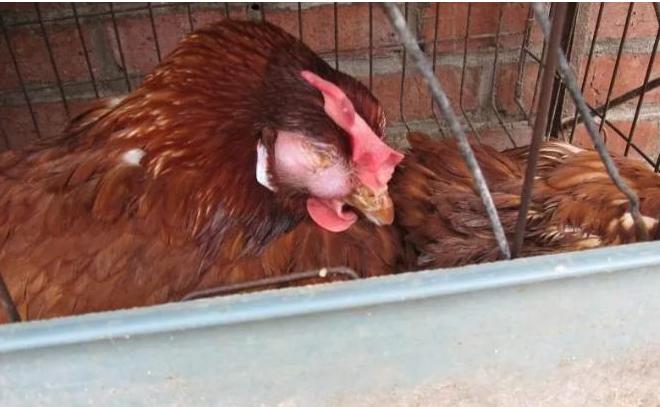 肿头肿脸的病因，找到原因就是解决问题的关键