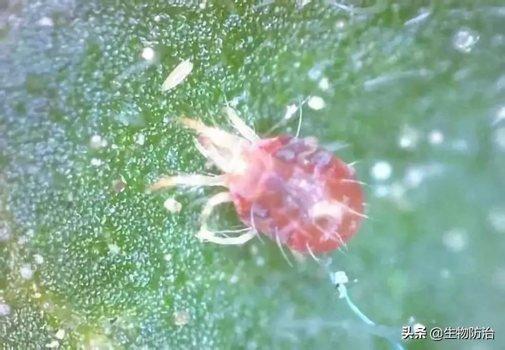 农业有害生物的防治方法,有害生物绿色防控