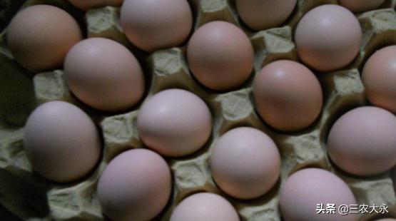 最简单孵化小鸡没有细沙,孵化小鸡教程不用孵化箱