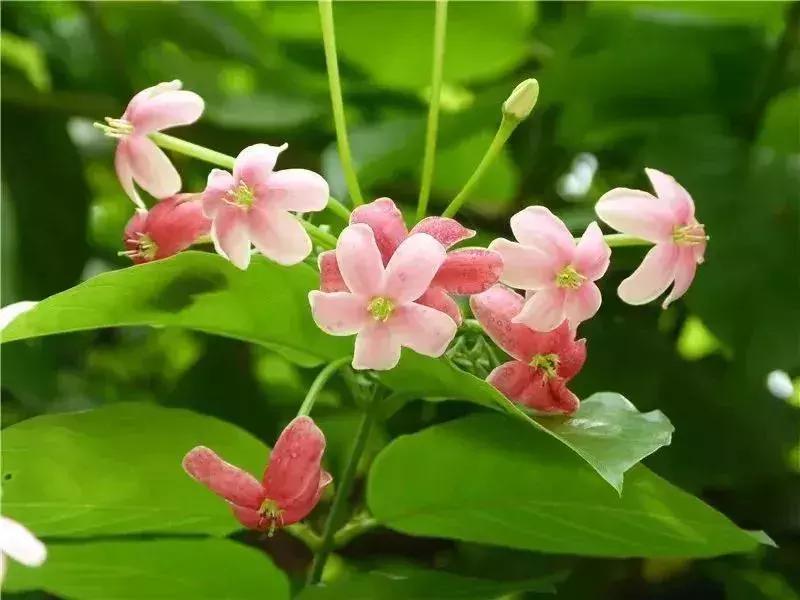 深圳5月哪里有花海看,深圳五一哪里可以看花海