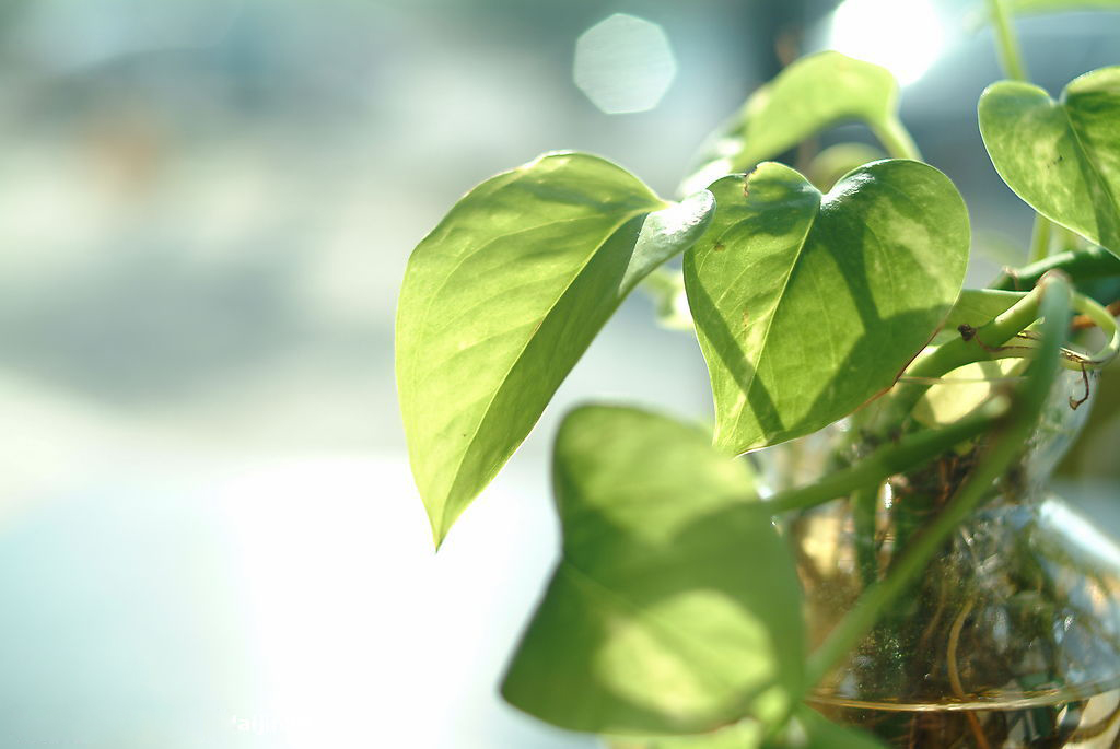 绿萝叶子发黄有斑点怎么养护,绿萝为什么叶子发黄应该怎样管理