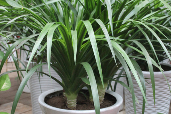 龙须兰叶子发黄怎么修剪,龙须兰枝干萎缩叶尖发黄干枯