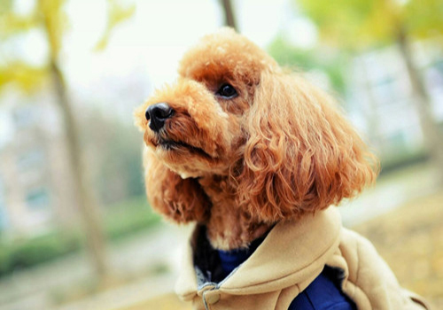 养狗经验狗狗呕吐拉稀,养狗经验分享狗狗内分泌失调