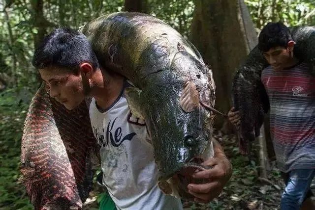 世界顶级淡水鱼大全,世界上顶级鱼类大全