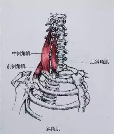 肩周酸痛手发麻如何治疗,肩颈酸痛发麻怎么缓解