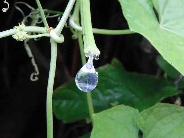 保护皮肤最好的蔬菜,想要皮肤变好不妨试试这几种蔬菜