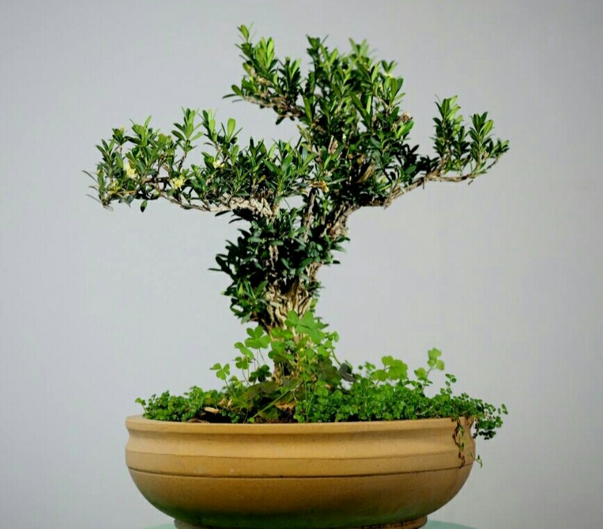 黄杨树怎么造型做盆景,黄杨树盆景怎么弄造型
