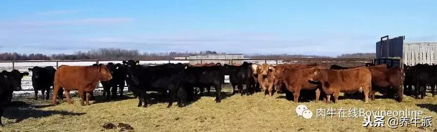 加拿大肉牛产业发展动态,加拿大肉牛发展