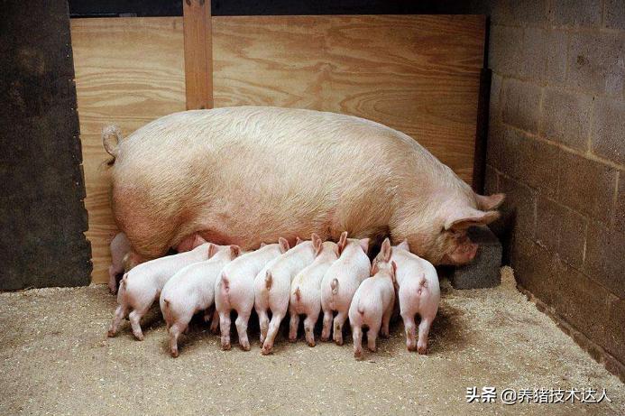 养猪基础知识,养猪的大佬们有哪些