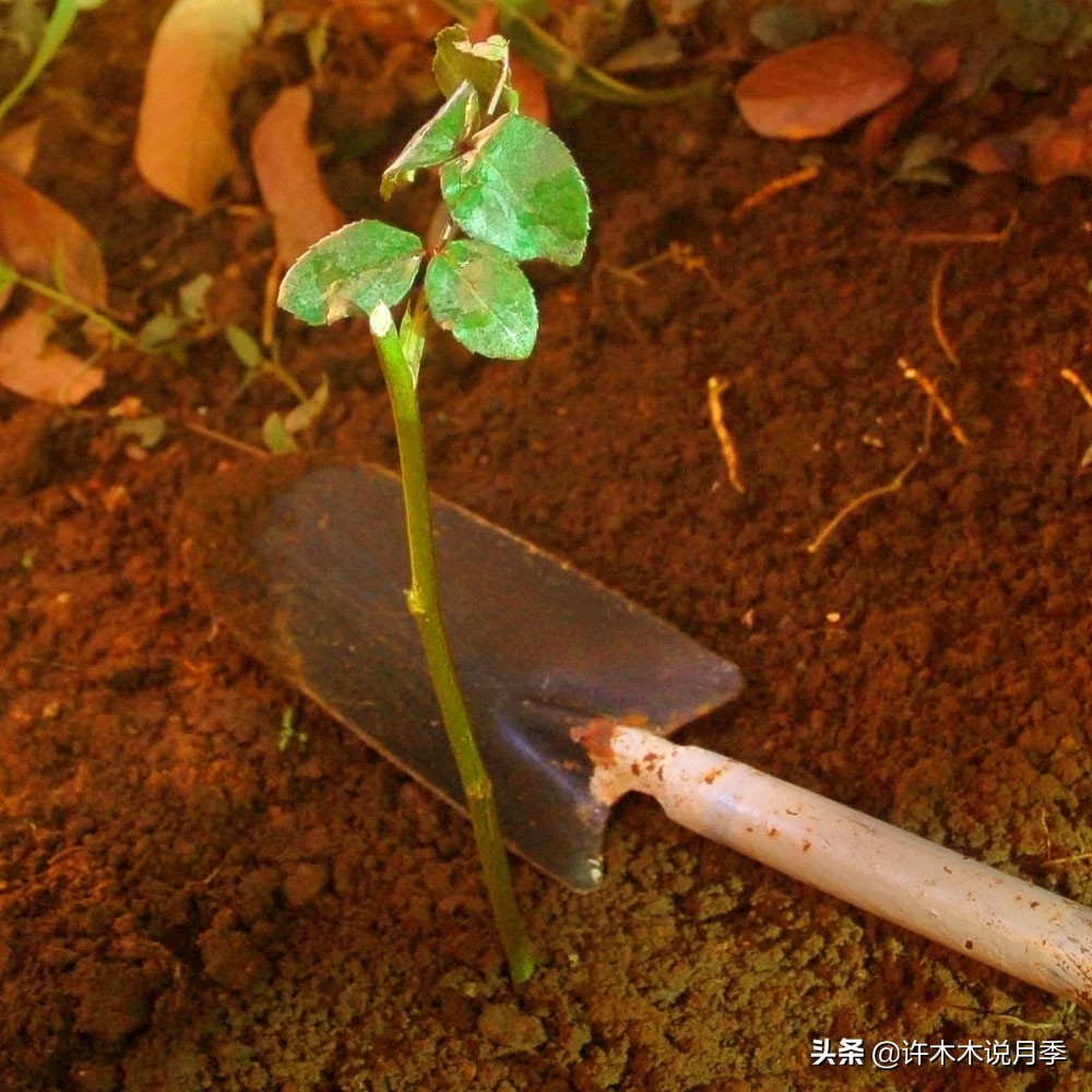 月季长得细开花少怎么办,月季叶子稀疏怎么办