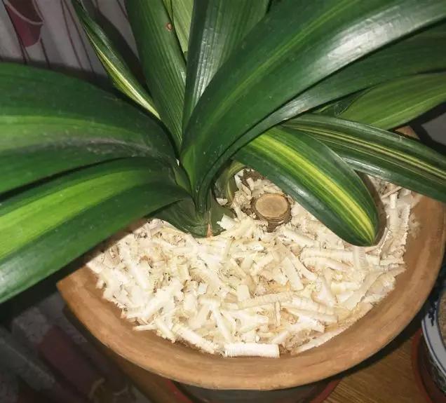 这6种碎渣渣，养花当土又当肥，比激素还有劲儿