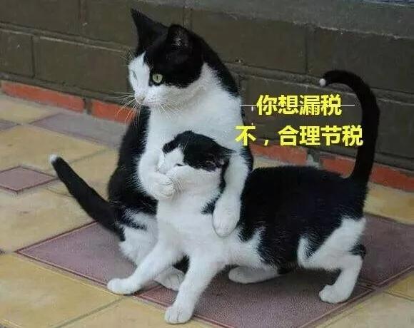 小丫帮,小丫帮财税怎么样