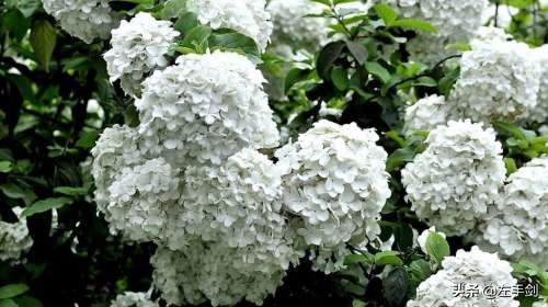 苏州上方山森林公园作文,苏州上方山国家森林公园电话